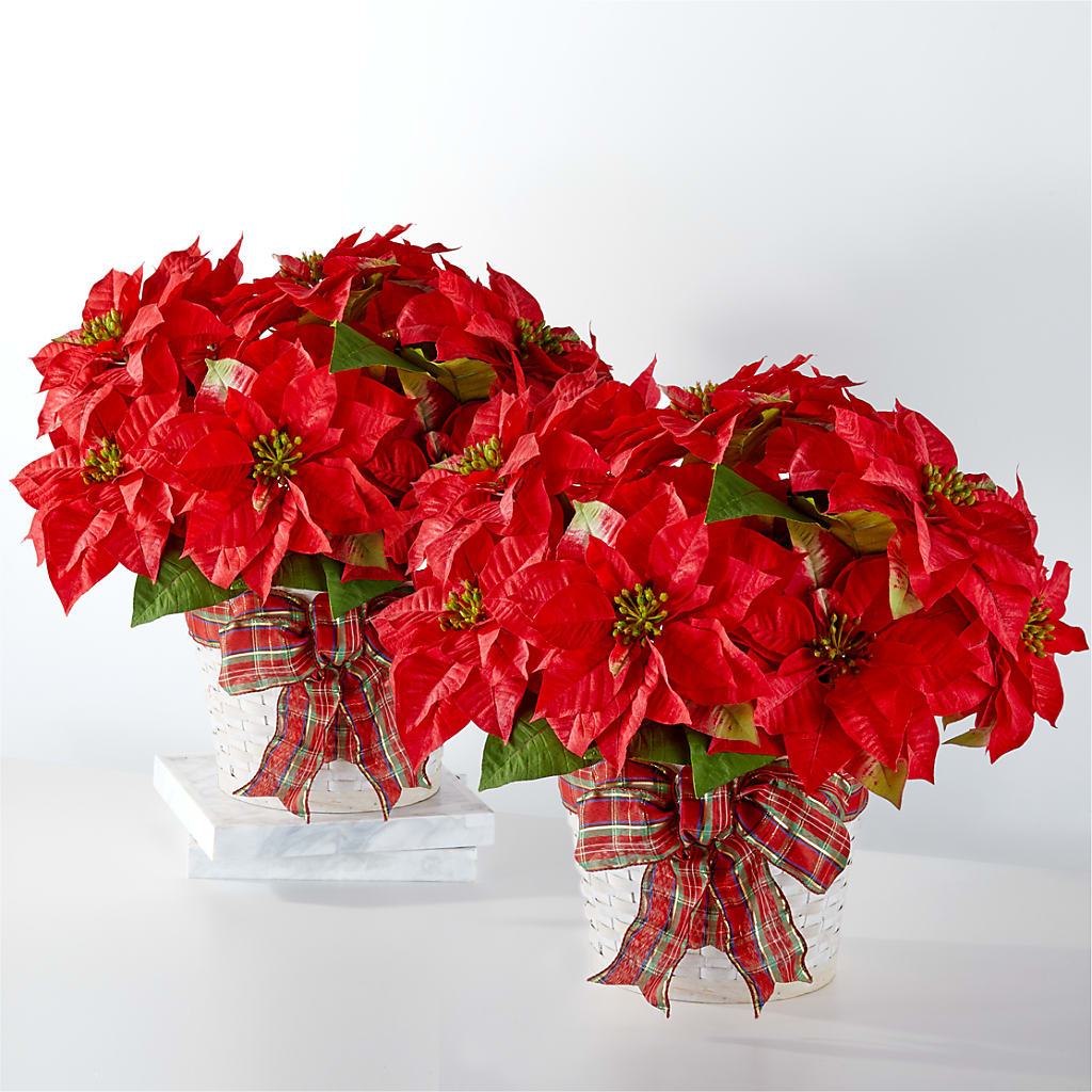 Happiest Holidays Poinsettia Bundle – BLOSSOMS & BOWS FLORIST & GIFTS, Springfield KY