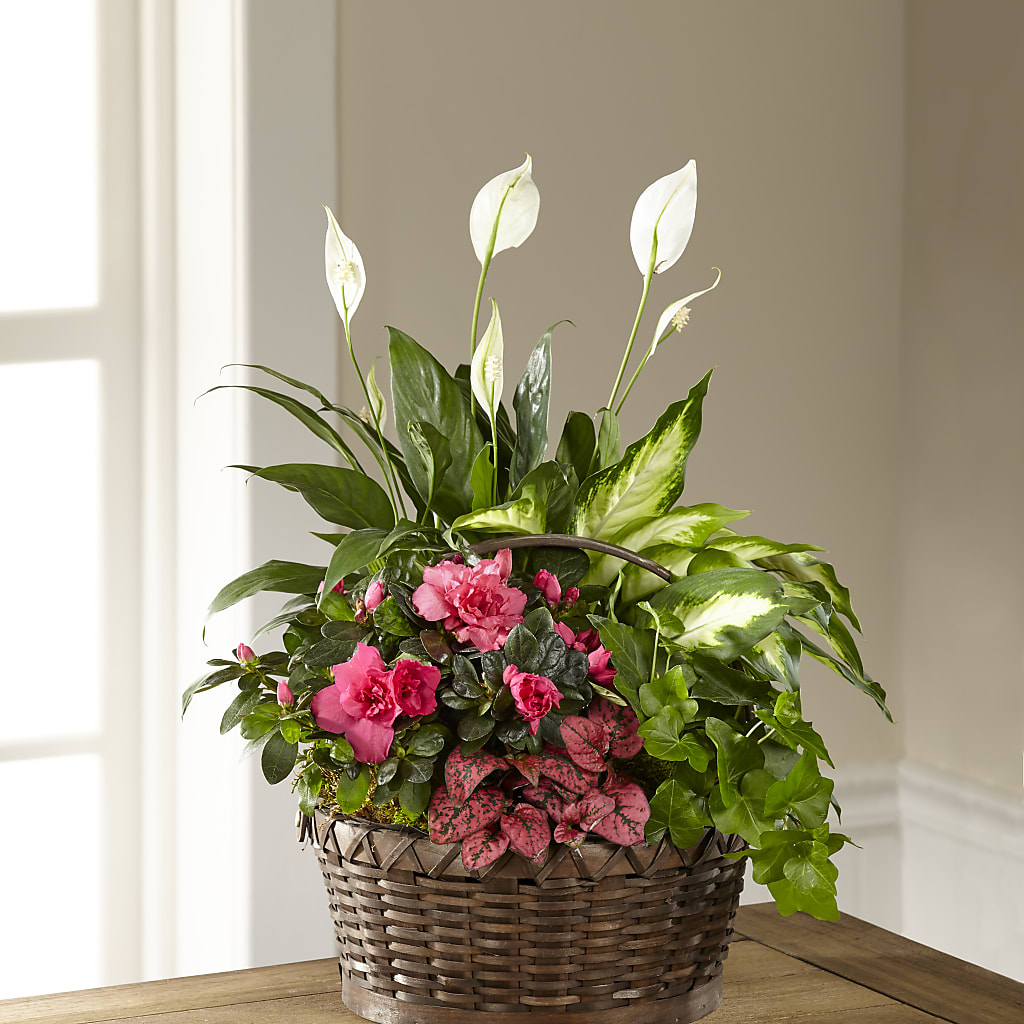 Dream in Pink Dishgarden – BLOSSOMS & BOWS FLORIST & GIFTS, Springfield KY