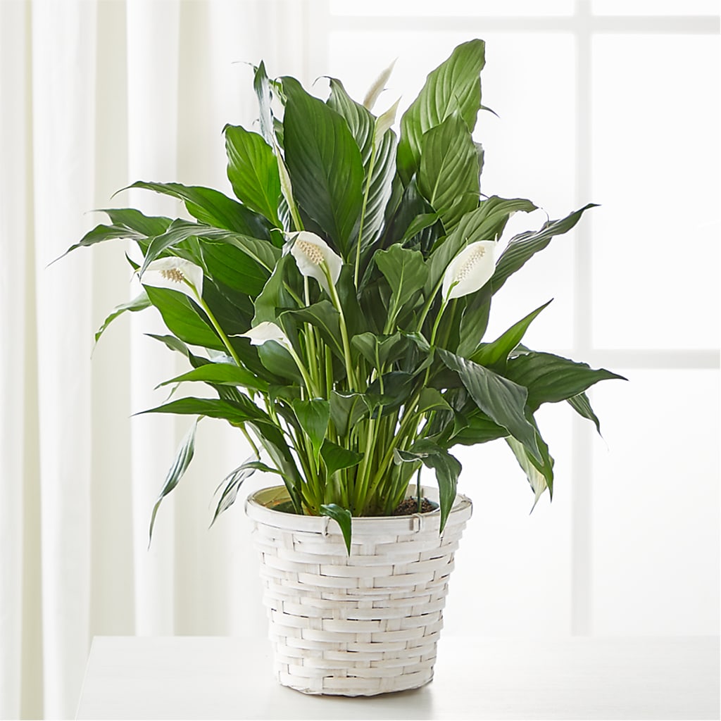 A New Leaf Peace Lily – BLOSSOMS & BOWS FLORIST & GIFTS, Springfield KY