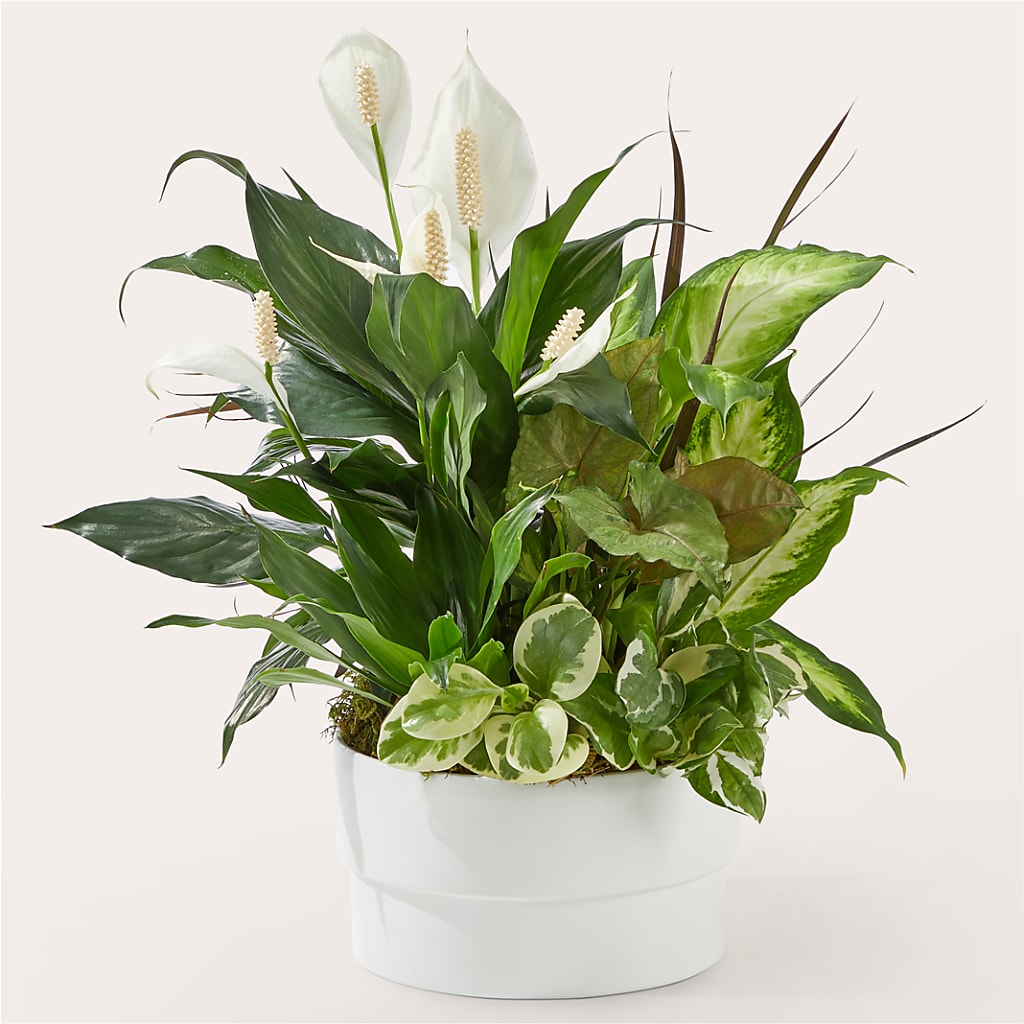 Radiating Positivity Dishgarden – BLOSSOMS & BOWS FLORIST & GIFTS, Springfield KY