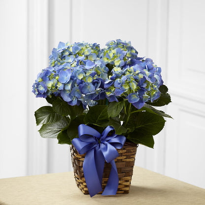 Blue Hydrangea Planter – BLOSSOMS & BOWS FLORIST & GIFTS, Springfield KY