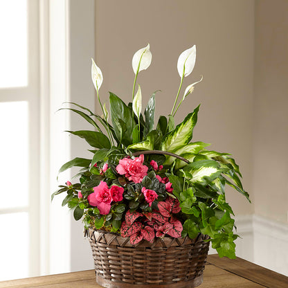 Dream in Pink Dishgarden – BLOSSOMS & BOWS FLORIST & GIFTS, Springfield KY