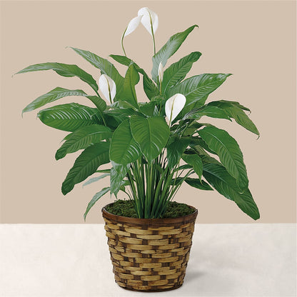 Tranquil Moments Peace Lily Plant – BLOSSOMS & BOWS FLORIST & GIFTS, Springfield KY