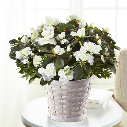 White Azalea Plant – BLOSSOMS & BOWS FLORIST & GIFTS, Springfield KY
